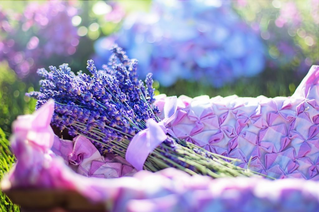 lavender, fresh, flowers
