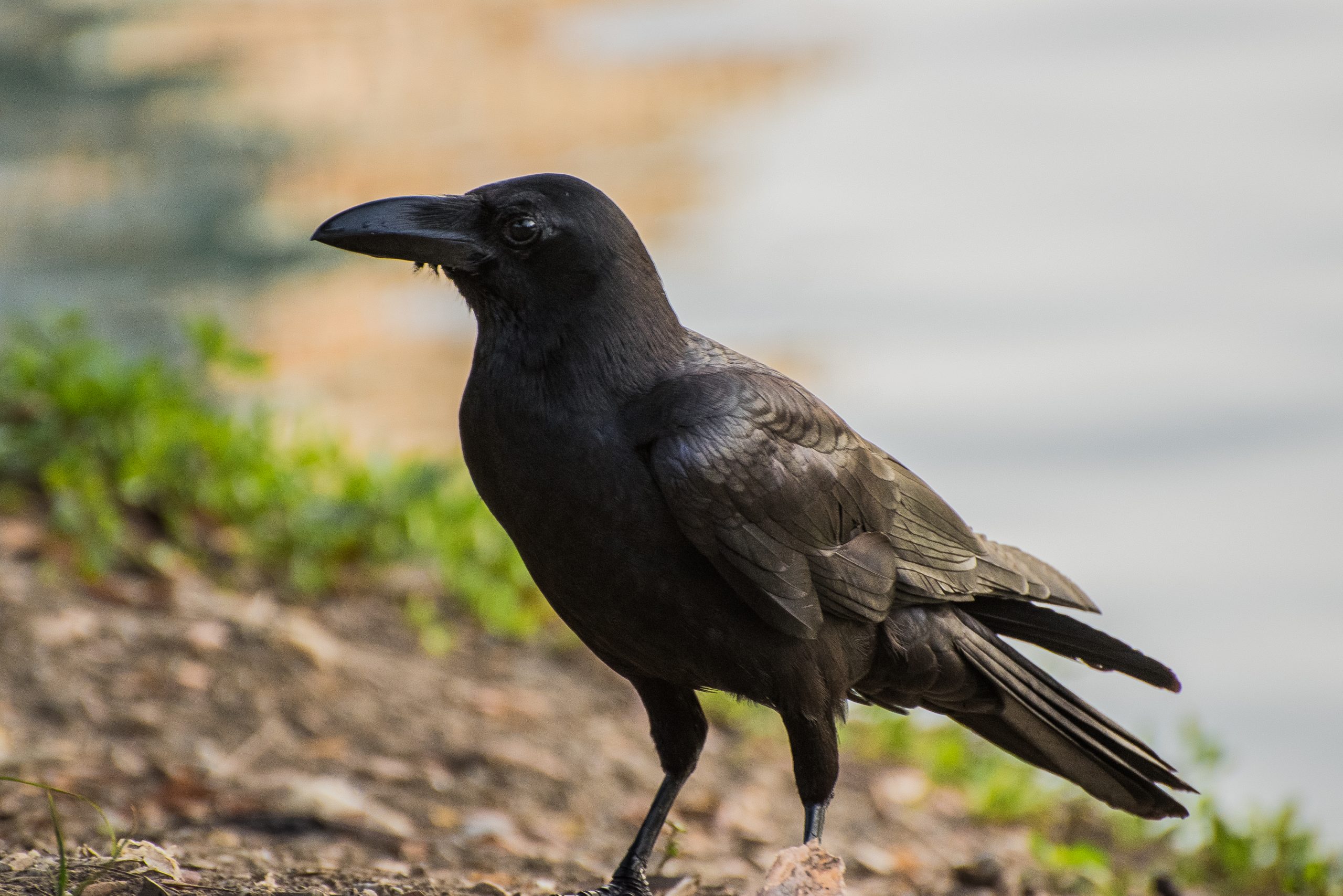Crow symbolism and its Spiritual meaning - The Monk Life