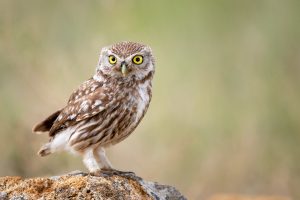 Owl Symbolism, What does it mean when you see an owl?