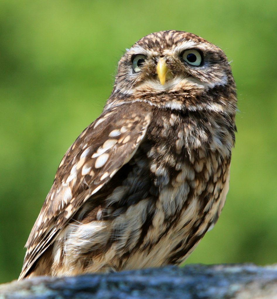 Owl Symbolism, What does it mean when you see an owl? - The Monk Life