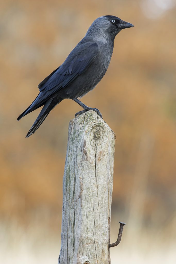  crow symbolism 