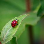 ladybug spiritual meaning
