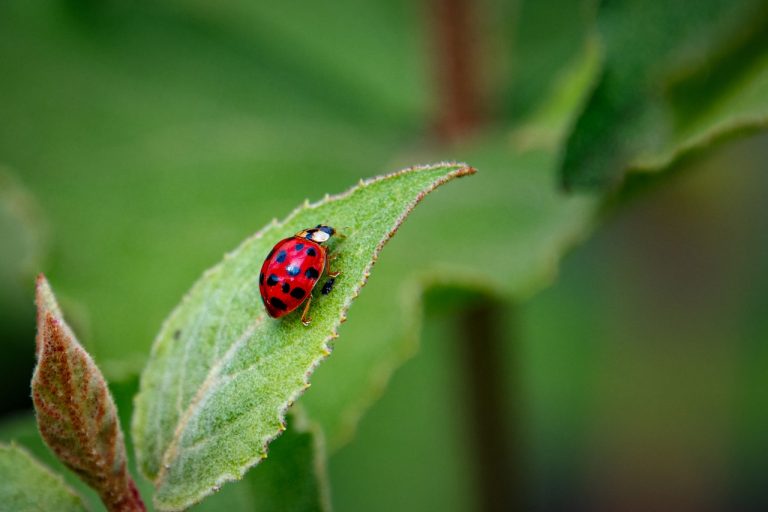 Ladybug spiritual meaning