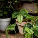 Mannacote: The Secret Ingredient to a Thriving Garden