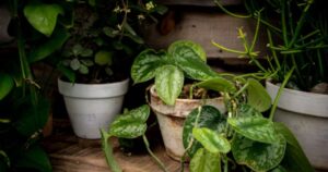 Mannacote: The Secret Ingredient to a Thriving Garden